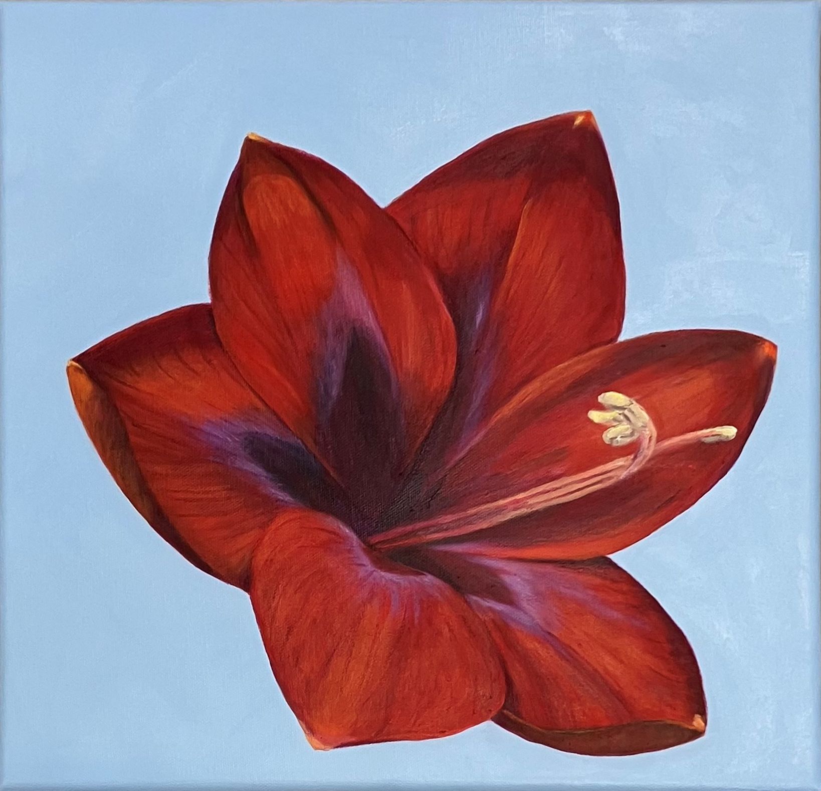 Amaryllis