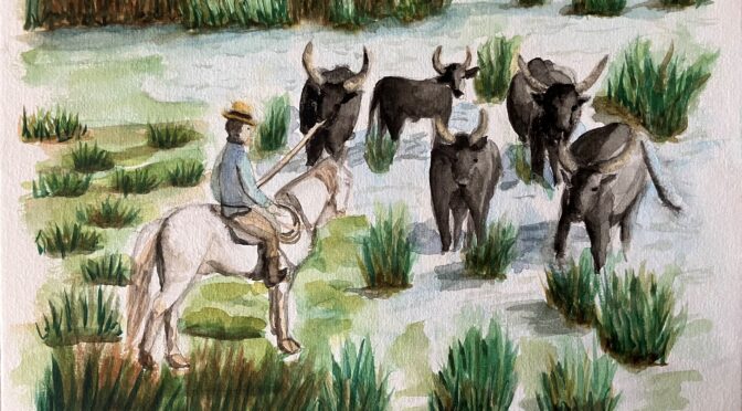 Taureaux en Camargue