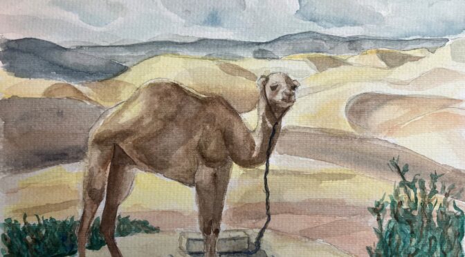 Dromadaire dans le désert