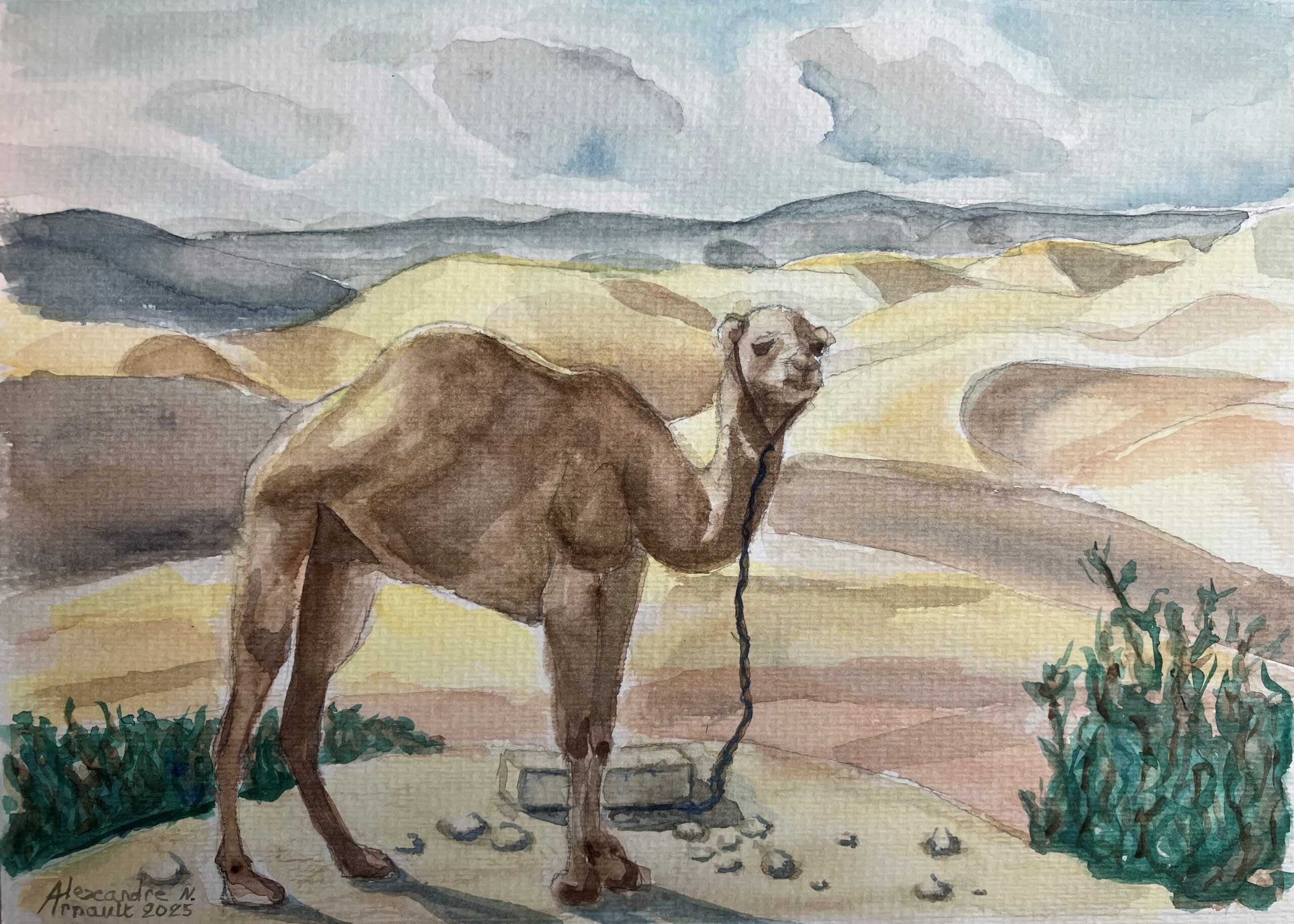 Dromadaire dans le désert